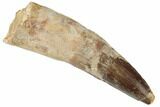 Bargain, Spinosaurus Tooth - Real Dinosaur Tooth #197200-1